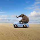 olifant in auto